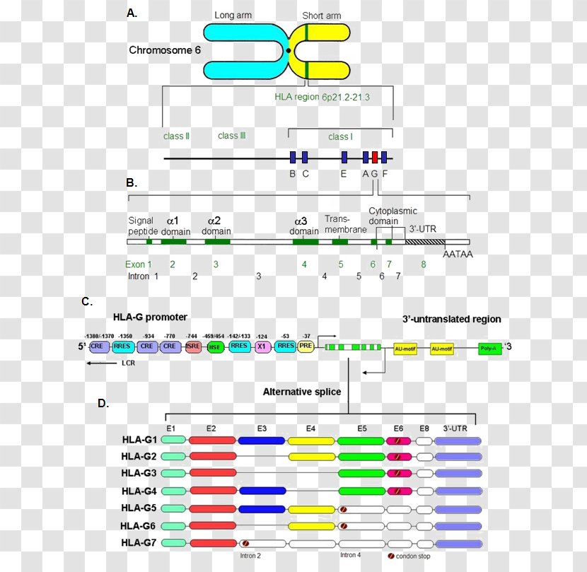 Human Leukocyte Antigen HLA-G MHC Class I Gene - Area - Histocompatibility Transparent PNG