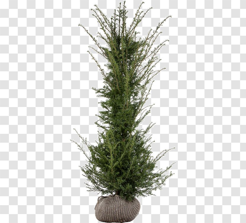 Spruce English Yew Fir Pine Larch - Christmas Decoration - Taxus Baccata Transparent PNG