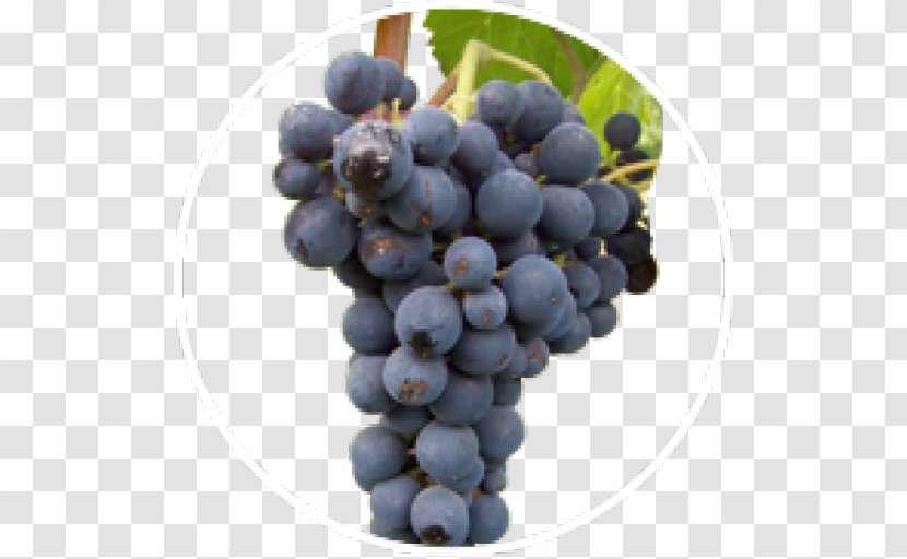 Sultana Sauvignon Blanc Cabernet Zante Currant Franc - Blueberry - Grape Transparent PNG