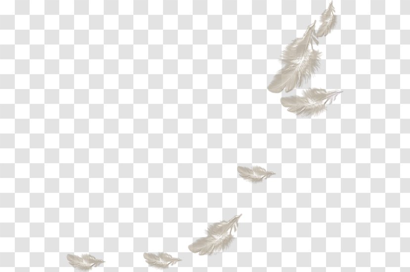 Feather White - Feathered Dinosaur - Cartoon Painted Feathers Transparent PNG