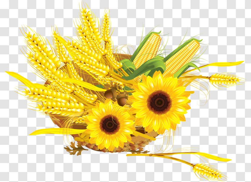 Common Sunflower Wheat Maize Seed - Flowering Plant - Corn Transparent PNG