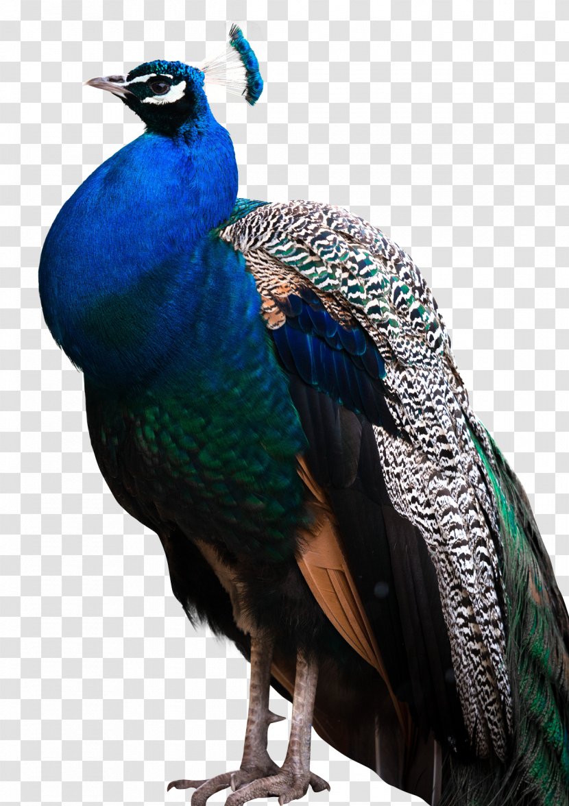 Peafowl Bird - Peacock Transparent PNG