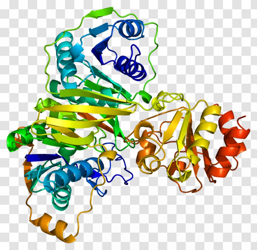 ETFB Electron-transferring Flavoprotein ETFA Glutaric Acidemia Type 2 Electron-transferring-flavoprotein Dehydrogenase - Tree - Flavin Adenine Dinucleotide Transparent PNG