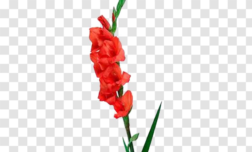 Gladiolus Birth Flower Cut Flowers Red Transparent PNG