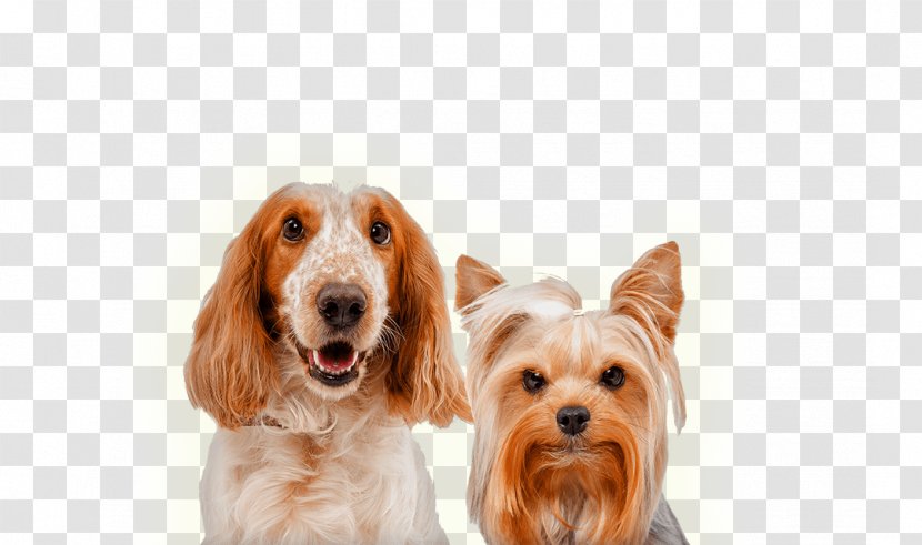 English Cocker Spaniel Stock Photography Dog Breed Companion - Agency Brochure Transparent PNG