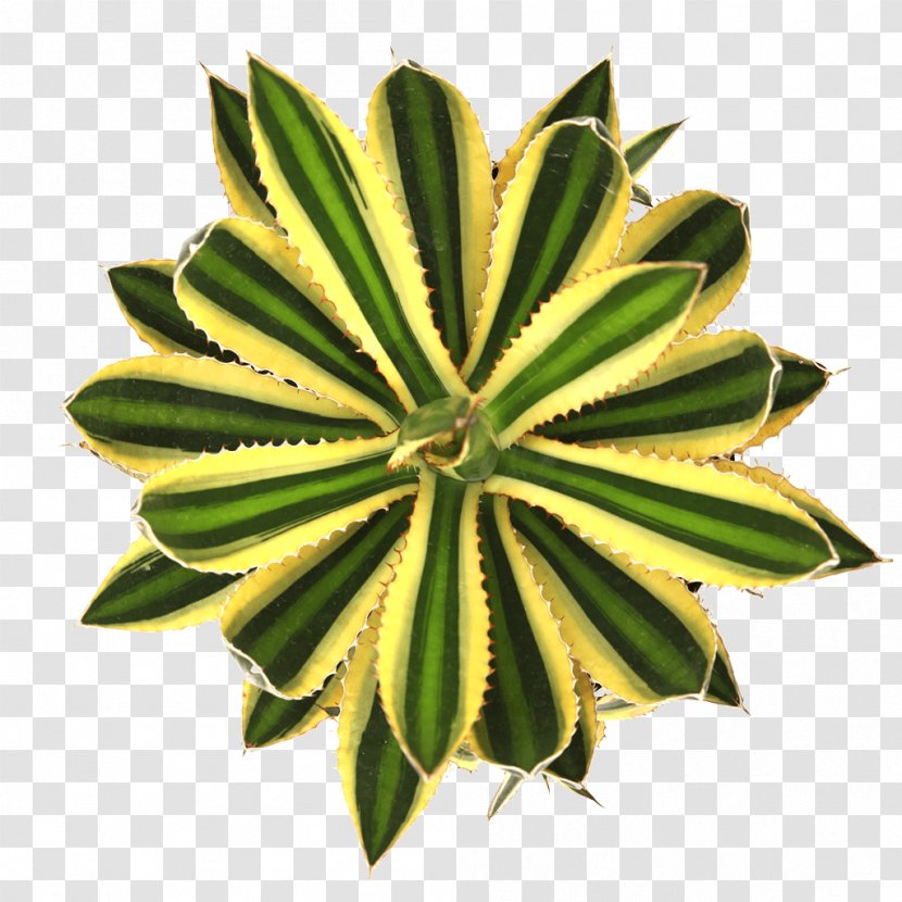 Succulent Plant Leaf Agave Stencil Transparent PNG
