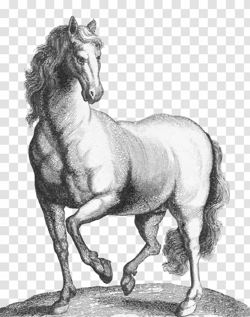 Mustang Stallion Pony Etching Animal - Mammal Transparent PNG