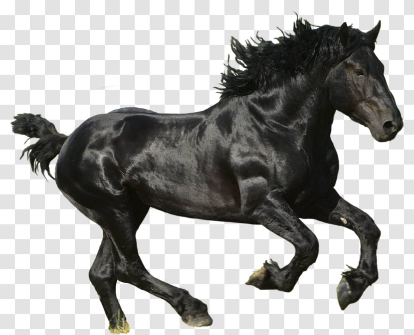 American Paint Horse Mustang Thoroughbred - Image Transparent PNG