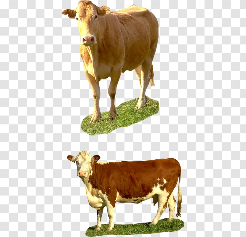 Taurine Cattle Calf Charolais Beef Texas Longhorn - Dairy - Cow Transparent Background Transparent PNG