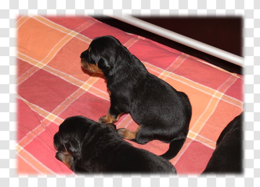 Rottweiler Puppy Polish Hunting Dog Breed Hovawart Transparent PNG