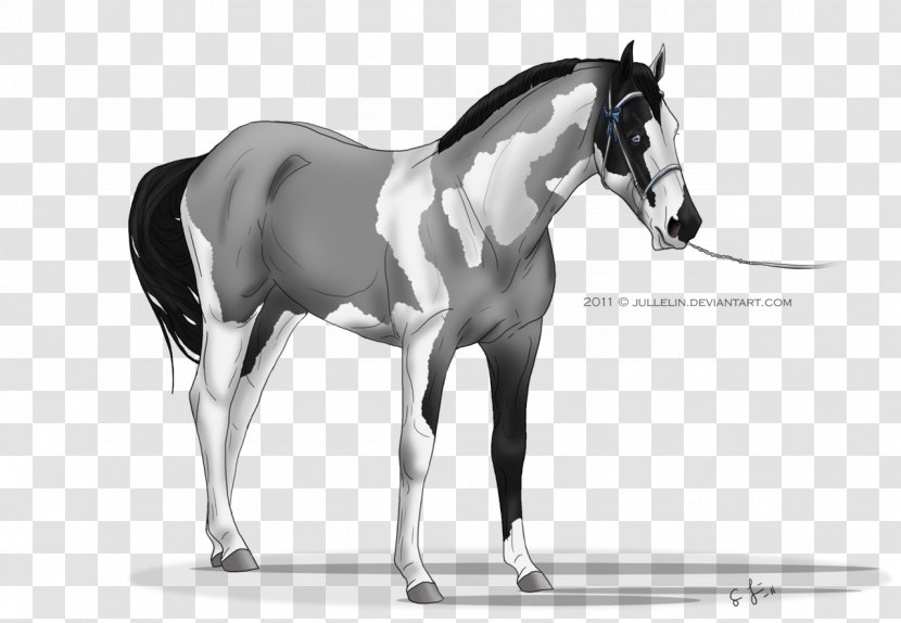 Mane Mustang Stallion Foal Colt - Horse Tack - Painted Transparent PNG