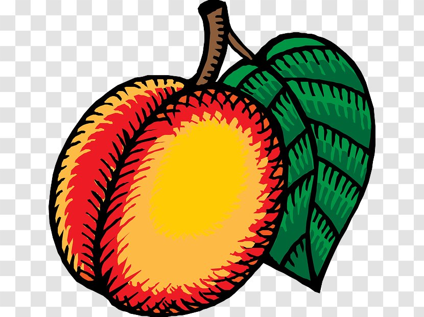 Nectarine Clip Art - Coloring Book - Kiwi Cartoon Transparent PNG