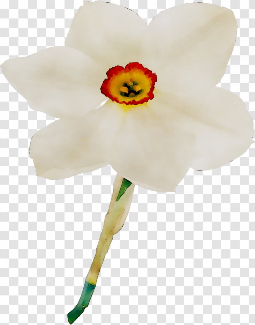 Moth Orchids Cut Flowers Plant Stem Narcissus - Pedicel - Flower Transparent PNG