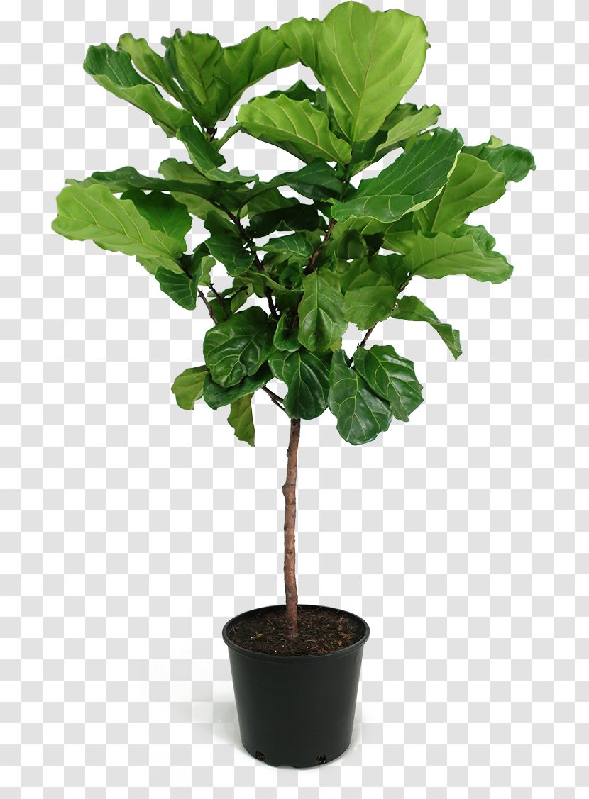 Fiddle-leaf Fig Weeping Common Chinese Sweet Plum Houseplant - Plant Transparent PNG