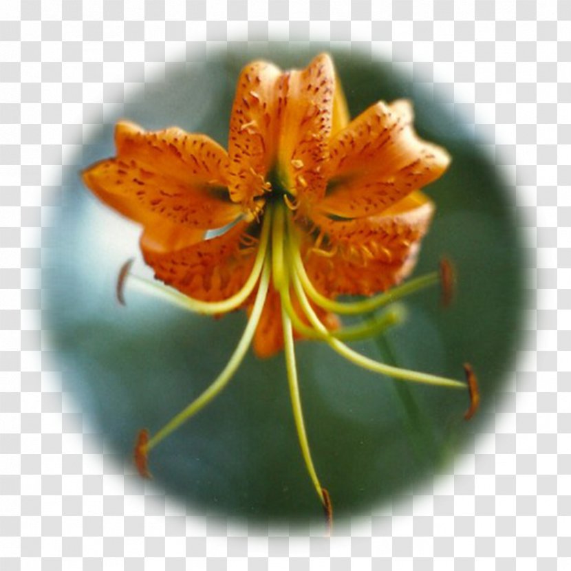 Orange Lily Nape Himalayas Human Body Herboristerie Plaisir Santé - Himalayan Transparent PNG