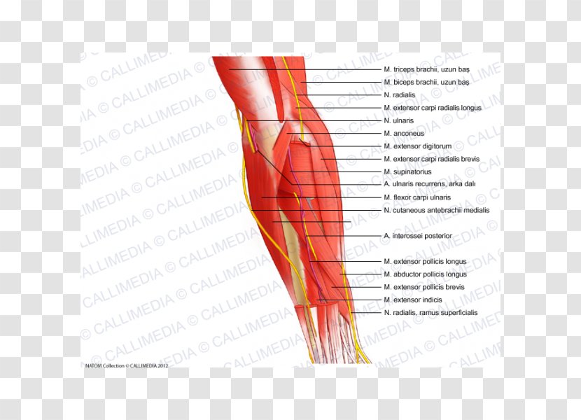 Finger Elbow Muscle Forearm Nerve - Tree - Arm Transparent PNG