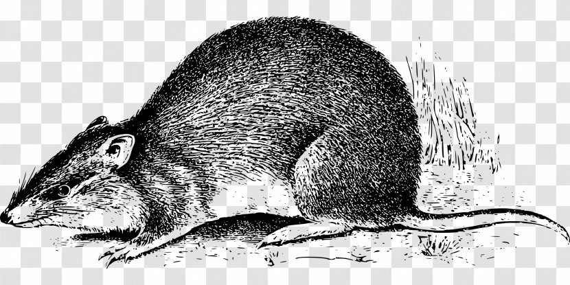 Rat Mouse Marsupial New Guinea - Mammal Transparent PNG
