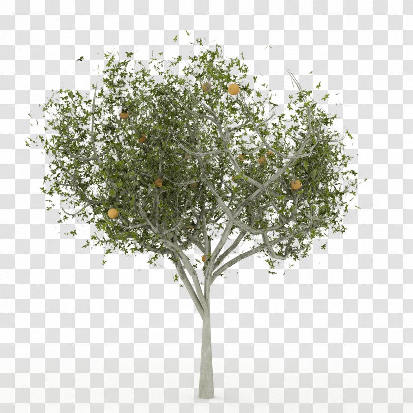 English Oak 3D Computer Graphics Tree Modeling - Stock Photography Transparent PNG