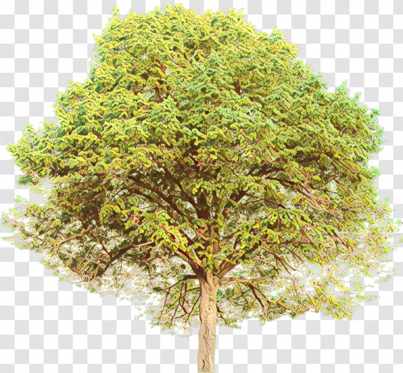 Branching Shrub - Maple - Leaf Transparent PNG