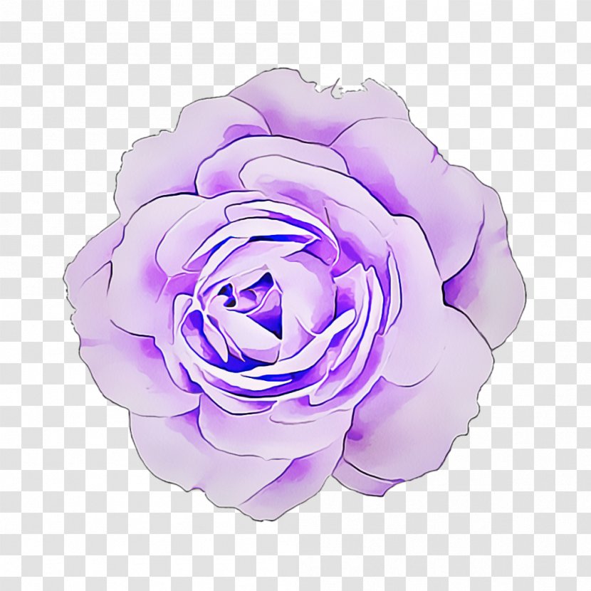 Garden Roses - Rose - Plant Pink Transparent PNG