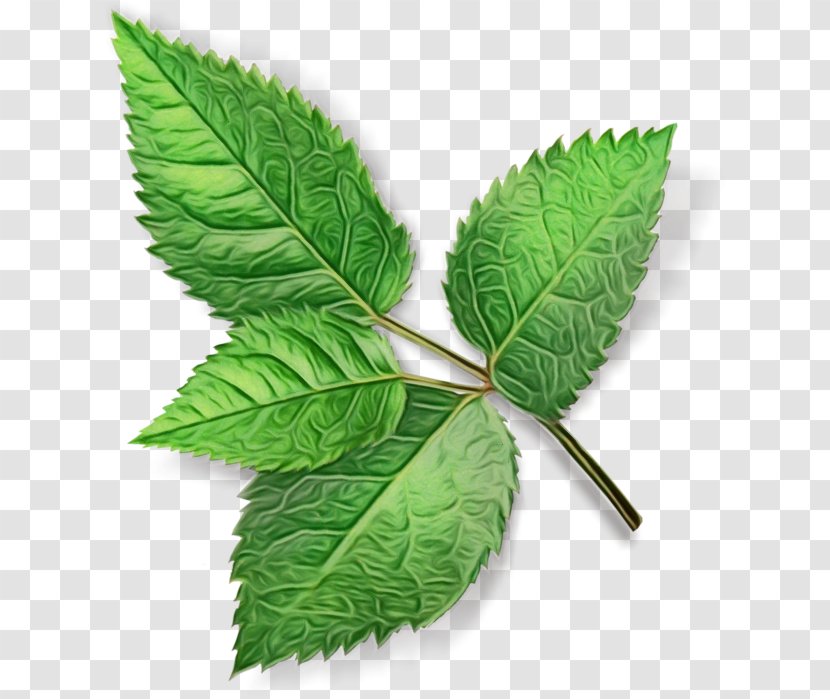 Leaf Plant Flower Slippery Elm Tree - Paint - Nettle Family Swamp Birch Transparent PNG