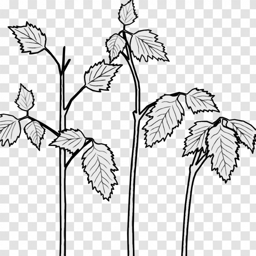 Flower Line Art - Wildflower Herbaceous Plant Transparent PNG