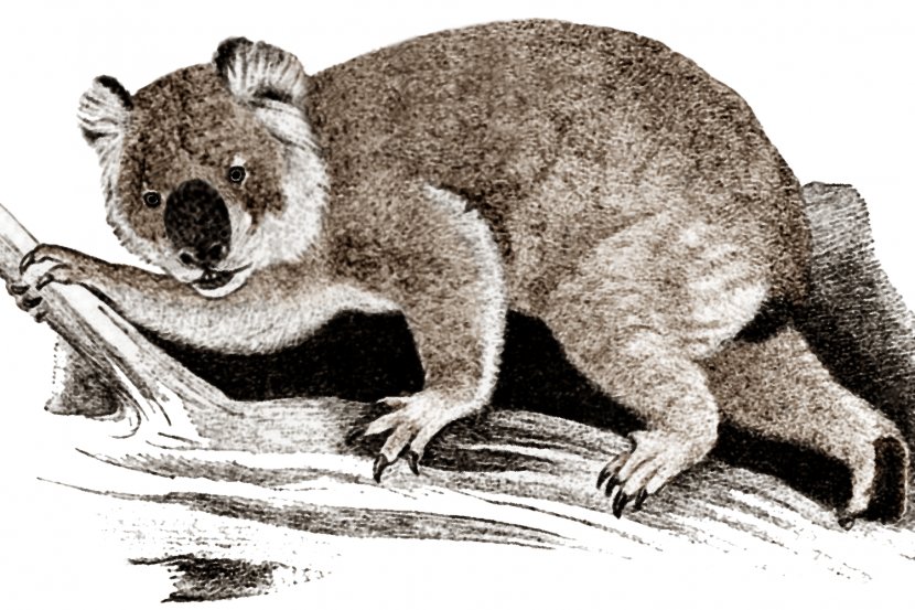 Giant Koala Wombat Marsupial Riversleigh Rainforest Transparent PNG