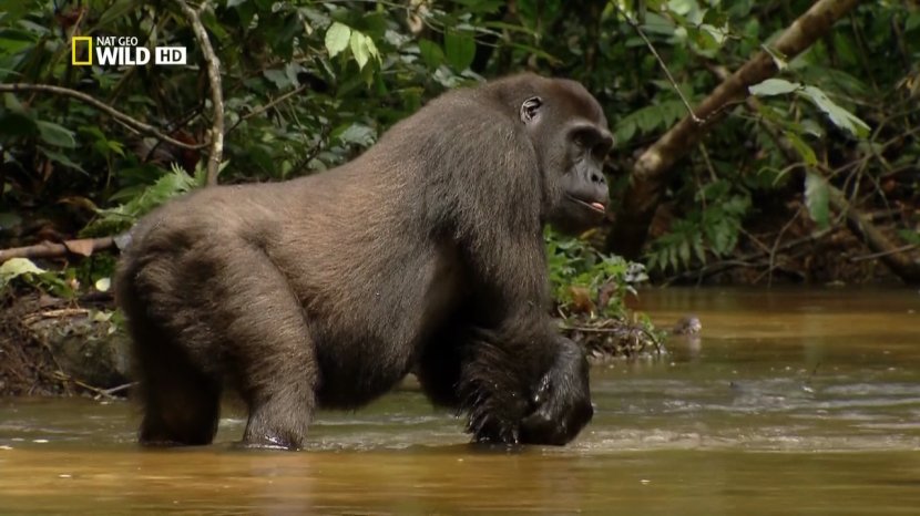 Western Gorilla Primate King Kong Baboons Wildlife - Great Apes Transparent PNG