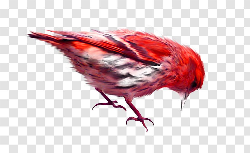 Bird Sparrow - Red Little Transparent PNG