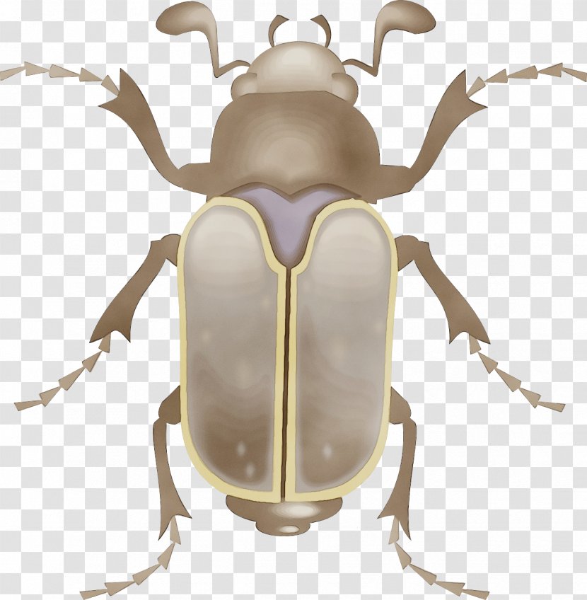 Insect Stag Beetles Beetle Elephant Cetoniidae - Scarabs Weevil Transparent PNG