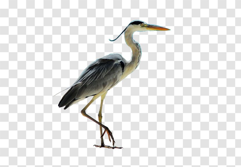 Grey Heron Seabird - Wildlife - Bird Transparent PNG