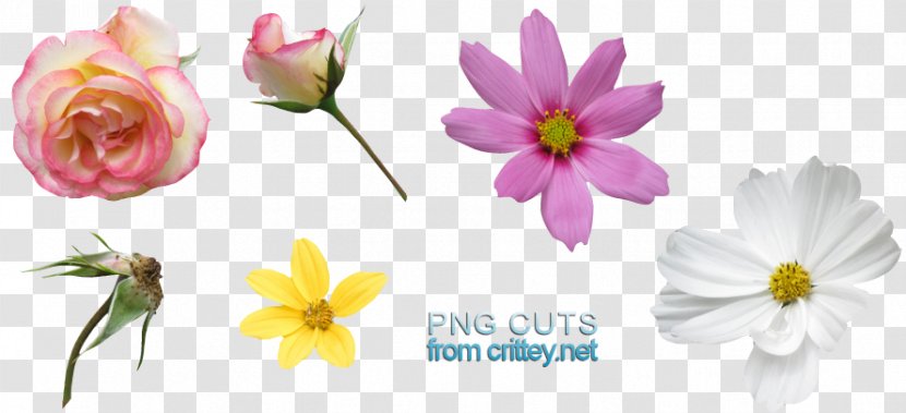 Clip Art Image Floral Design Download - Cosmos Transparent PNG