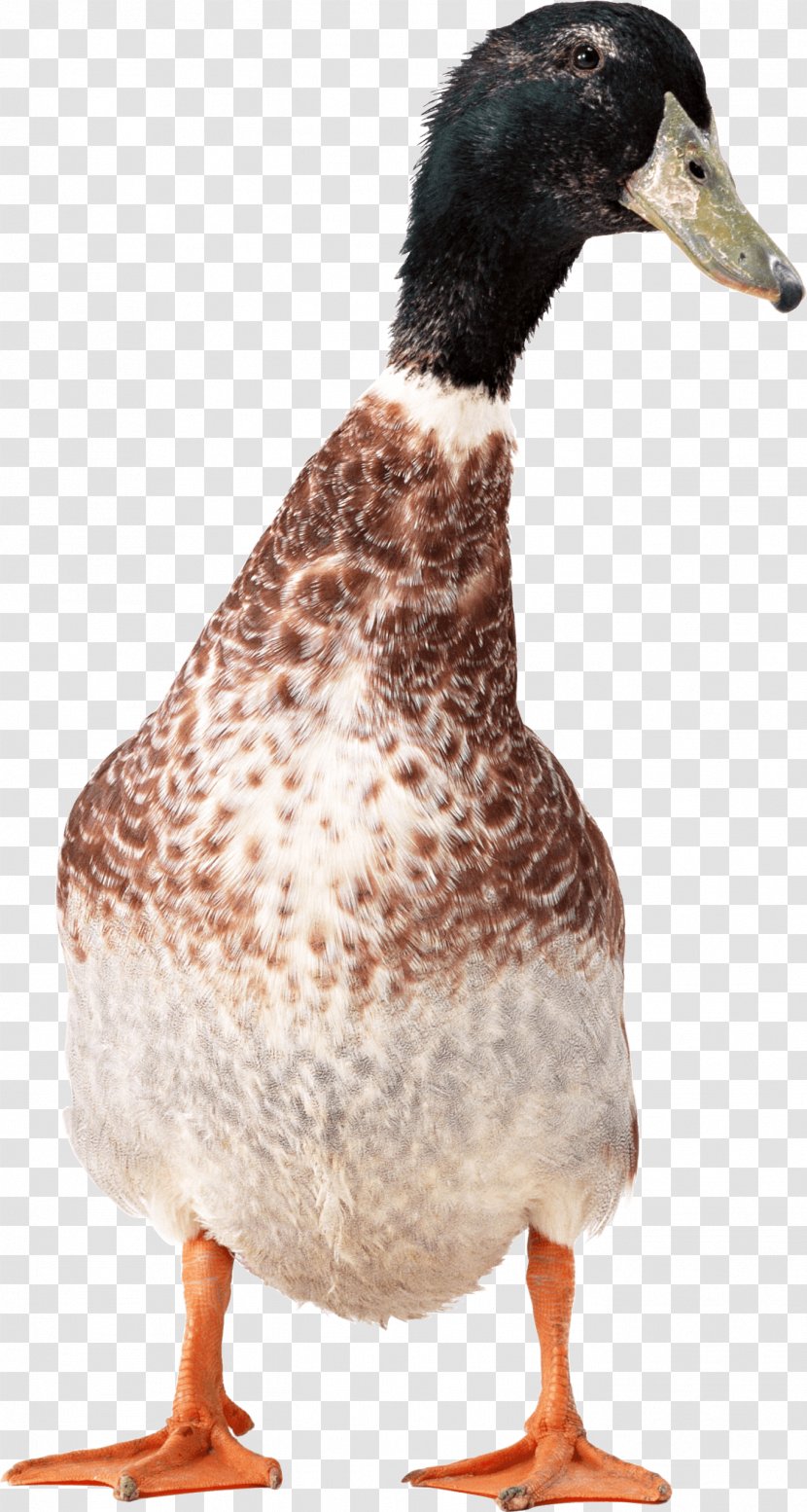 Duck American Pekin Goose - Image Transparent PNG
