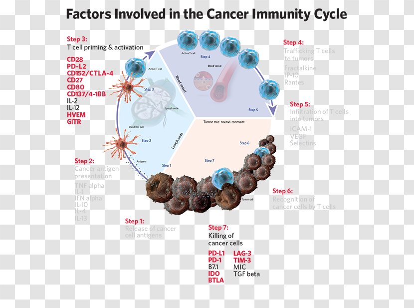 Cancer Immunology Immune System Checkpoint Cycle - Immunoassay - Affymetrix Transparent PNG