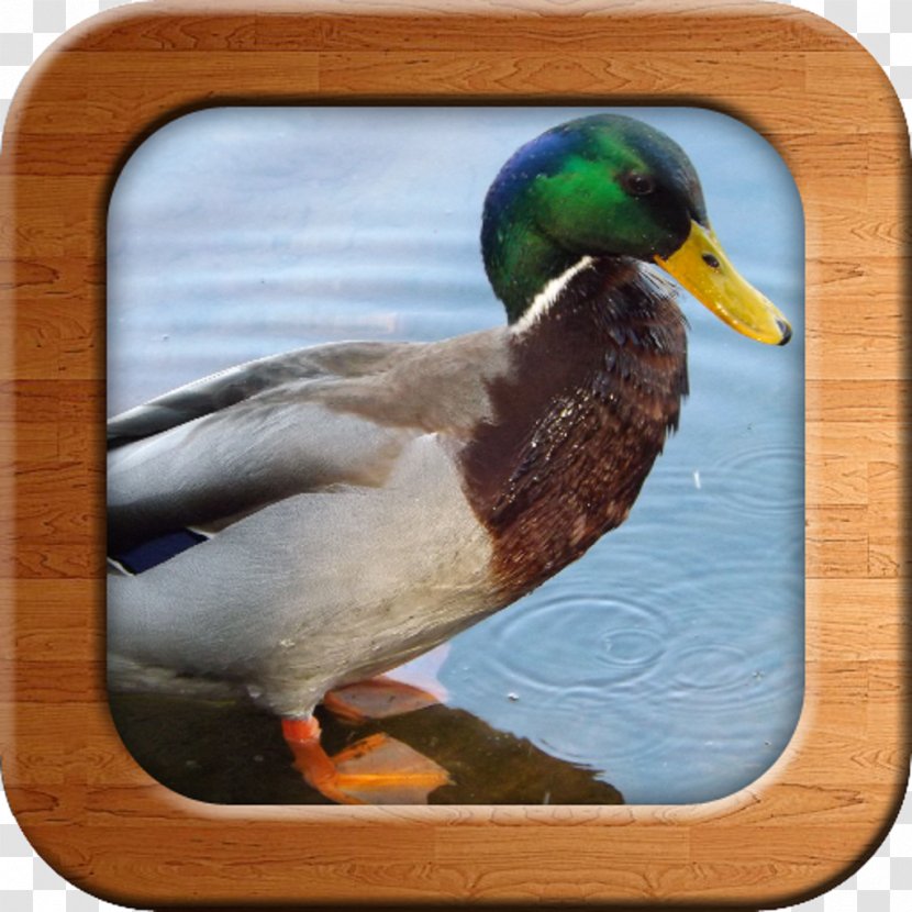 Domestic Duck Bird Cygnini Photography - Mallard Transparent PNG