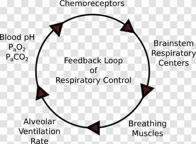 Respiratory System Respiration Negative Feedback Control Of Ventilation - Cartoon - Tract Transparent PNG