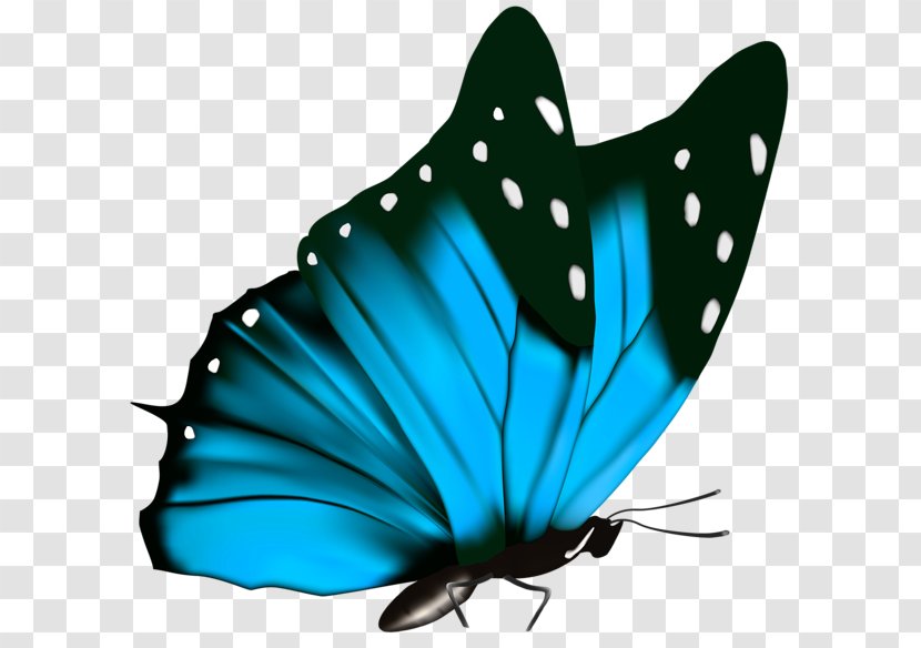 Butterfly Green Greta Oto Clip Art - Moths And Butterflies - Blue Transparent PNG