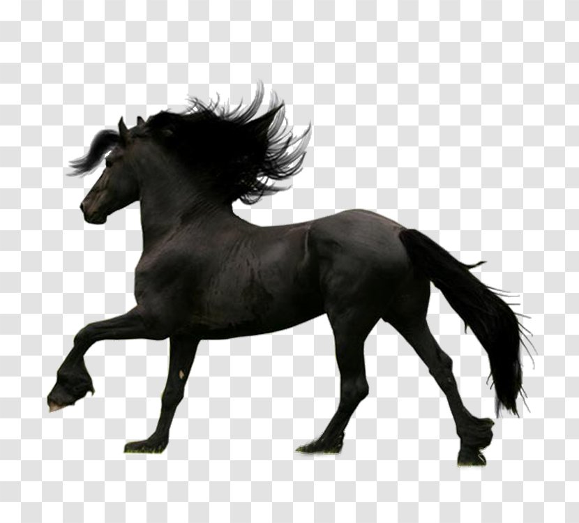 Friesian Horse - Bridle - Dark Transparent PNG