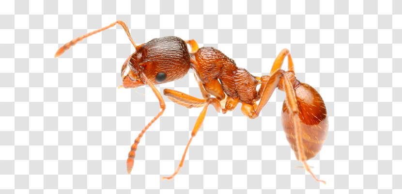 Red Imported Fire Ant Insect Pest Control - Membrane Winged Transparent PNG