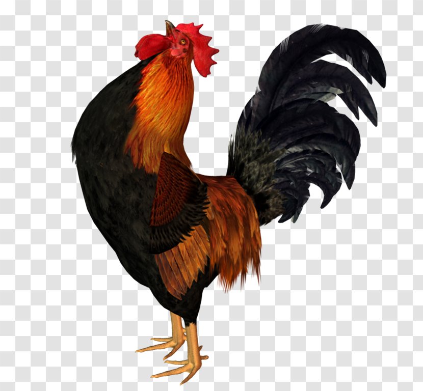 Chicken Rooster Animation Bird - Fowl Transparent PNG