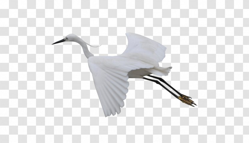Cygnini Bird Crane Beak Feather - Wing - Flying Transparent PNG