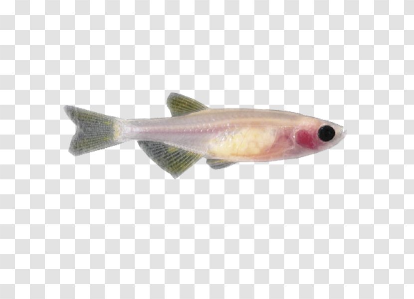 Zebrafish Animal Testing - Oily Fish - Casper Transparent PNG