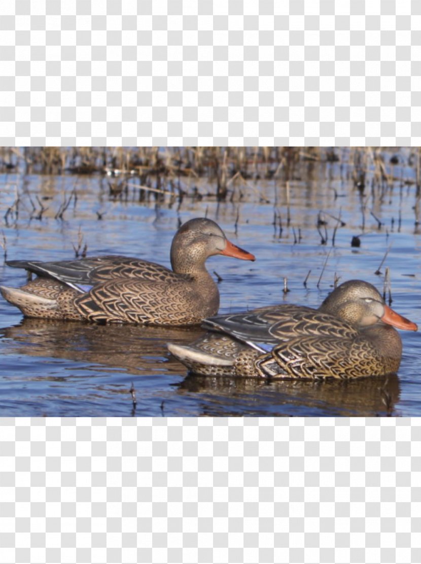 Mallard Seaducks Goose Teal - Duck Decoy Transparent PNG