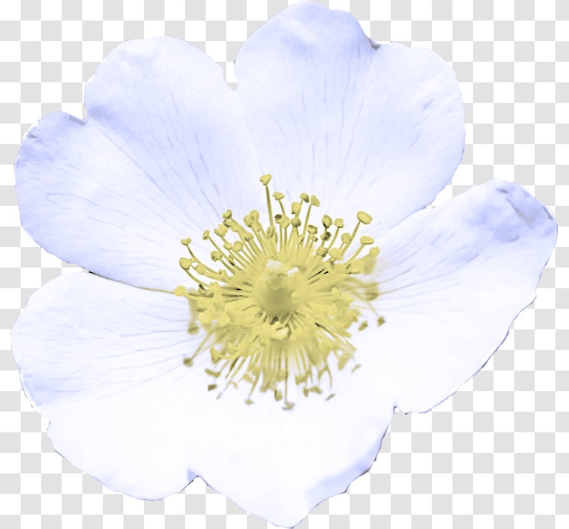 Flower Petal White Plant Rosa Rubiginosa - Anemone Rose Family Transparent PNG