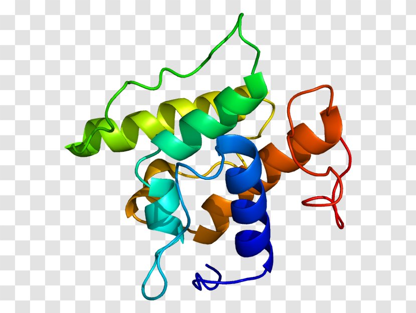 Transgelin Actin Protein Myosin Myofilament - Actinbinding - Muscle Contraction Transparent PNG