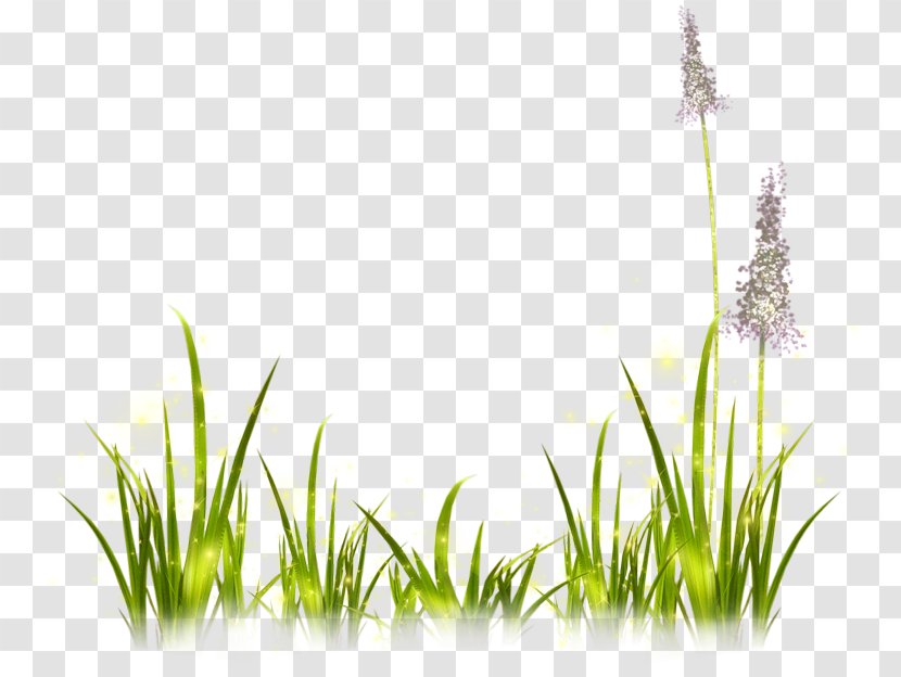 Image Clip Art Lavender Painting - Tree - Summer Grass Transparent Background Transparent PNG