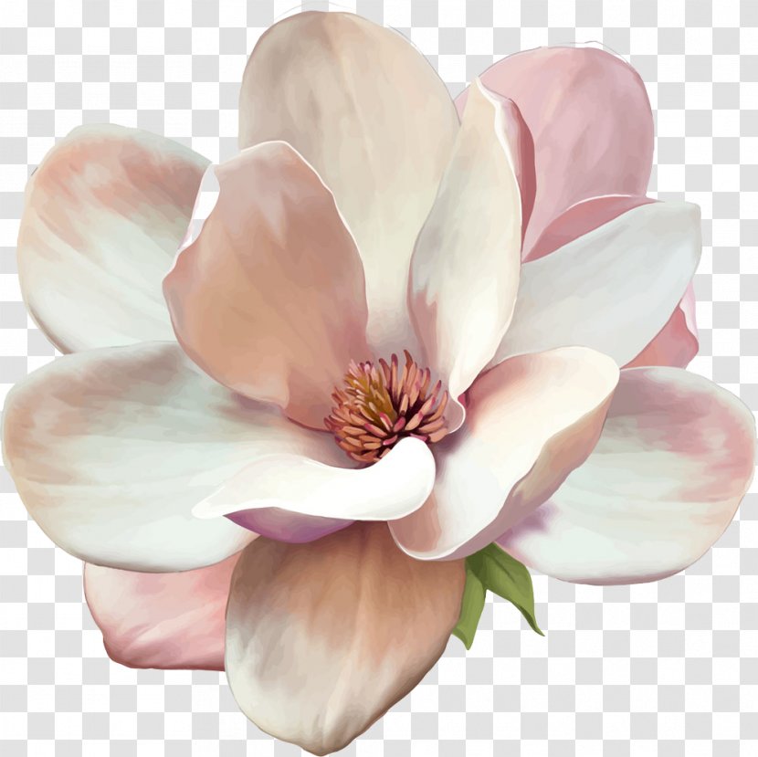Magnolia Flower Drawing Stock Photography - Blossom - Pink Flowers Transparent PNG