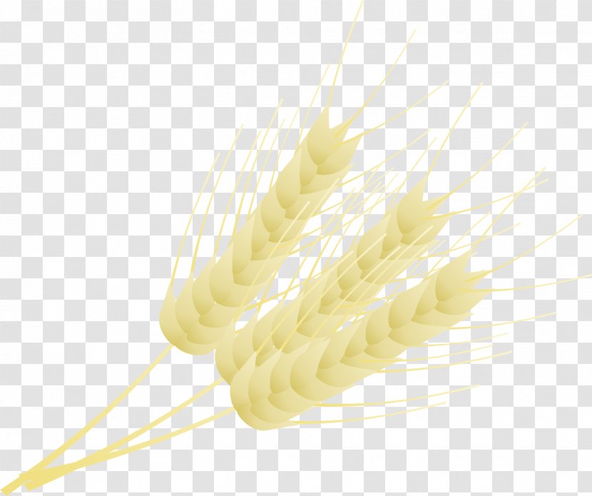 Grasses Cereal Grain Food Family - Wheat Badge Transparent PNG