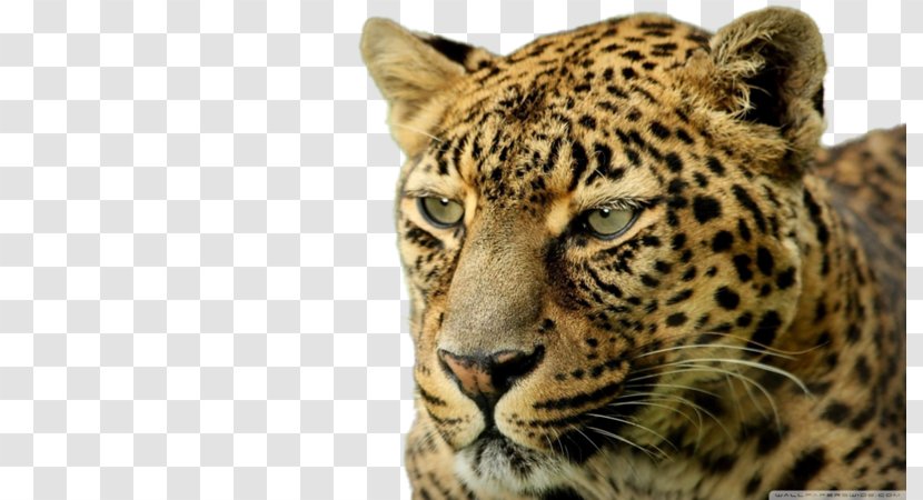 Leopard Desktop Wallpaper Felidae High-definition Television 4K Resolution - Clouded Transparent PNG