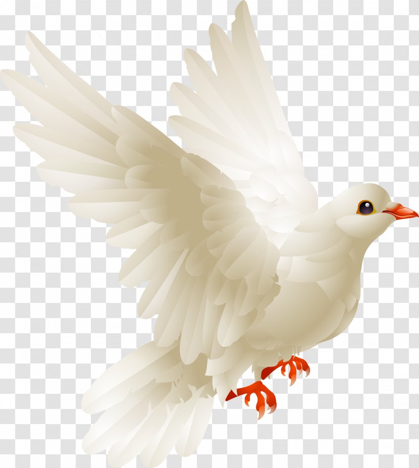 Bird Chicken Columbidae Galliformes Domestic Pigeon - Meat - Peace Dove Transparent PNG